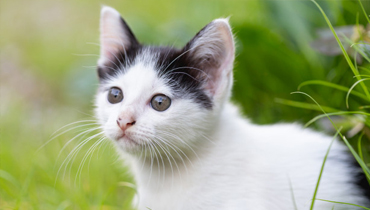 CHAT