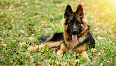 Alimentation Chien/Chat