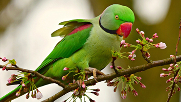 Tout pour les oiseaux